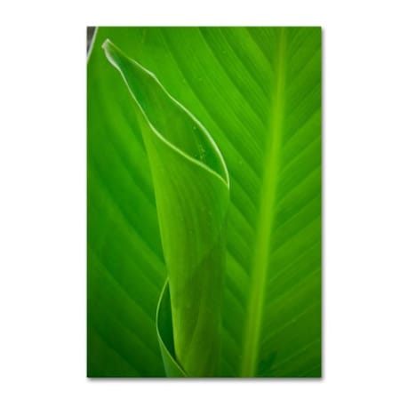 PIPA Fine Art 'Leaves Canna Lily' Canvas Art,16x24